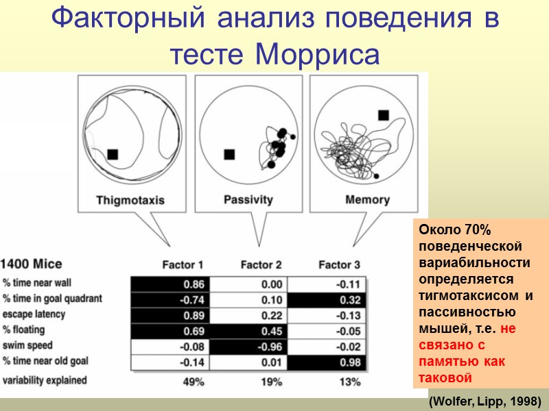 Факторный анализ поведения в тесте Морриса (Wolfer, Lipp, 1998) Около 70% поведенческой вариабильности определяется